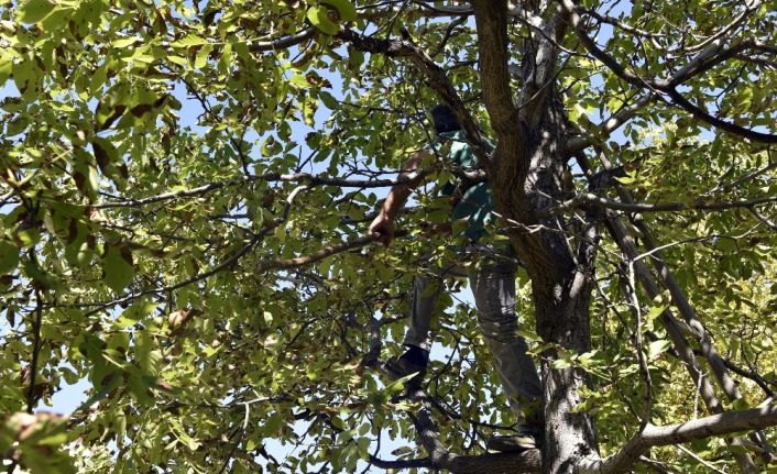 Gümüşhane’de son bir haftada 5 kişi ceviz ağacından düşerek ağır yaralandı