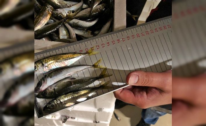 Gürpınar Su Ürünleri Hali’nde boy ölçülerine uymayan 6.5 ton balığa el konuldu