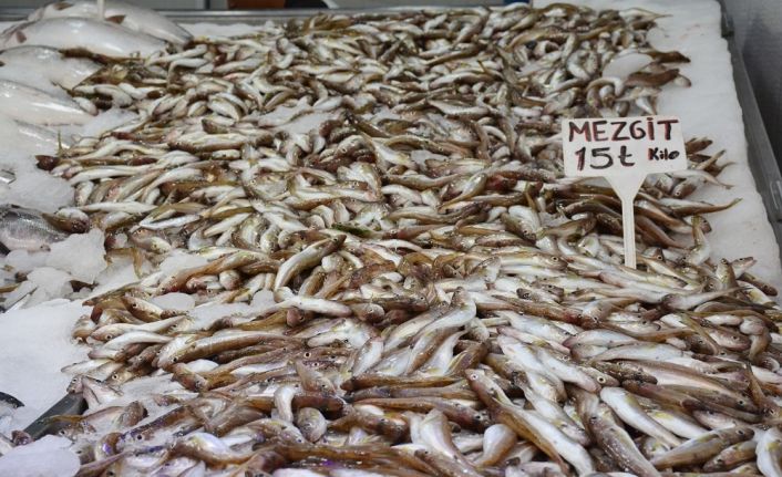 Karadeniz’de mezgit bolluğu