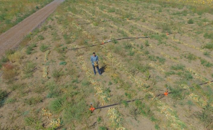 Kayseri’de ilk defa soğan eken çiftçi Yılmaz: "4 ila 7 ton arasında verim bekliyoruz"