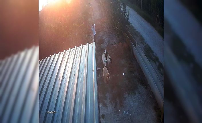 Koyunları "otlata otlata" çaldılar