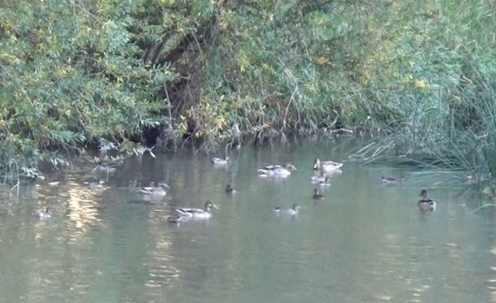 Kuyucuk Gölü kurudu, Kars Çayı yaban ördeklerinin yaşam alanı oldu