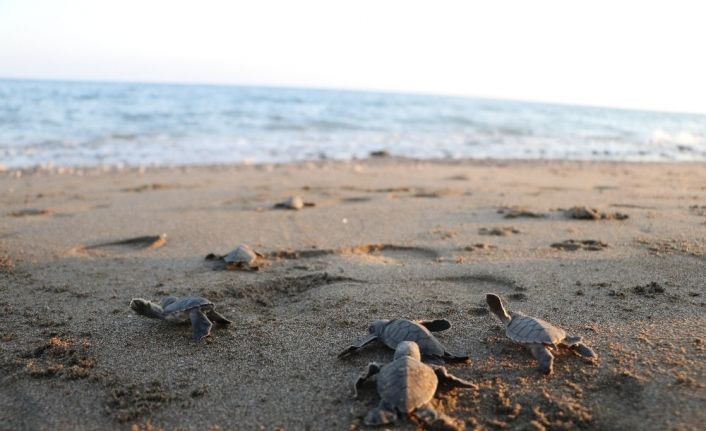 (Özel) Dünyanın gözünün olduğu Mersin sahillerinde 40 binin üzerinde yavru kaplumbağa denizle buluştu