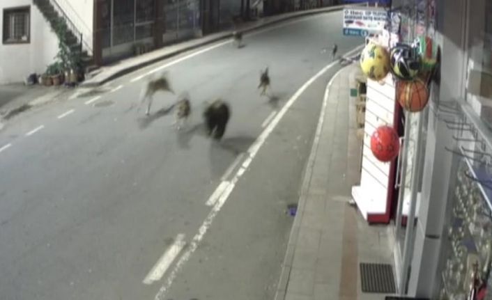 Rize’de yavru ayı köpeklerle bir oldu, ilçe merkezini birbirine kattı