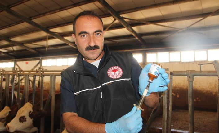 Şap hastalığına karşı tedbir için yıl sonuna kadar 3.5 milyon hayvan aşılanacak