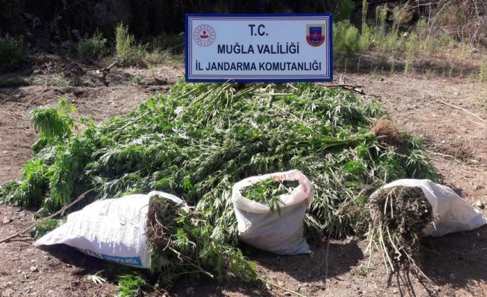 Tarlada, Mısır yetiştirir gibi Kenevir yetiştirmiş