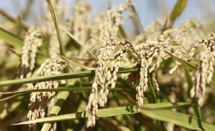 TZOB Genel Başkanı Bayraktar: “Elektrik borçları hasat döneminde tahsil edilmeli”