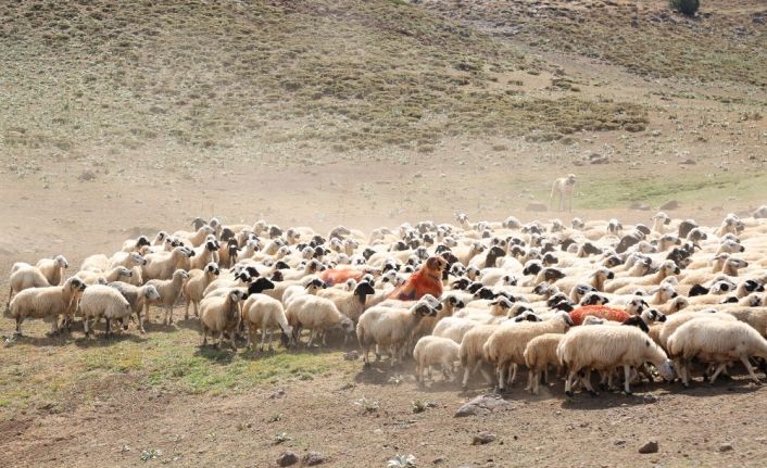 Yaylalarda "koç katımı"nda renkli görüntüler ortaya çıktı