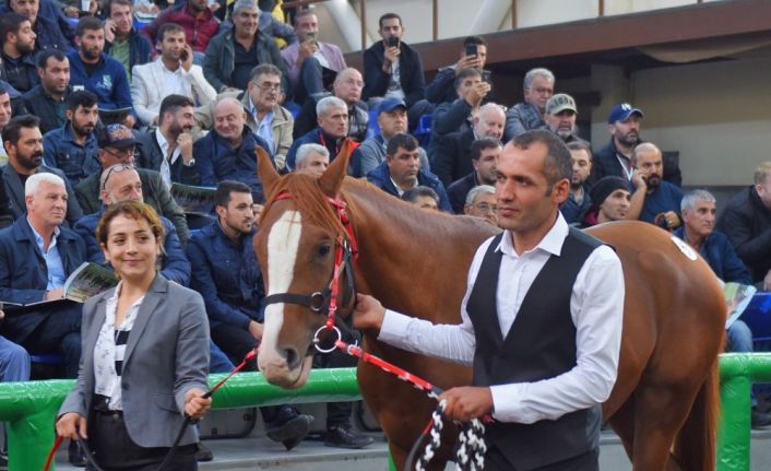 16 Arap yarış atının satışından 3 milyon 445 bin TL gelir elde edildi