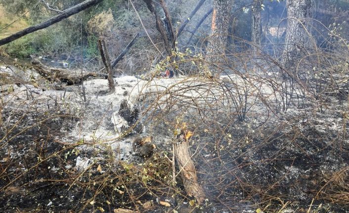 20 dönüm alan kül oldu