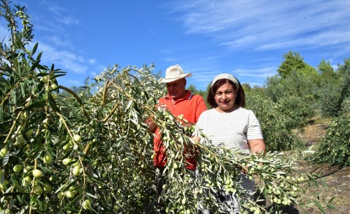 Antalyalı girişimci hibe ile sofralık zeytin fabrikası kurdu