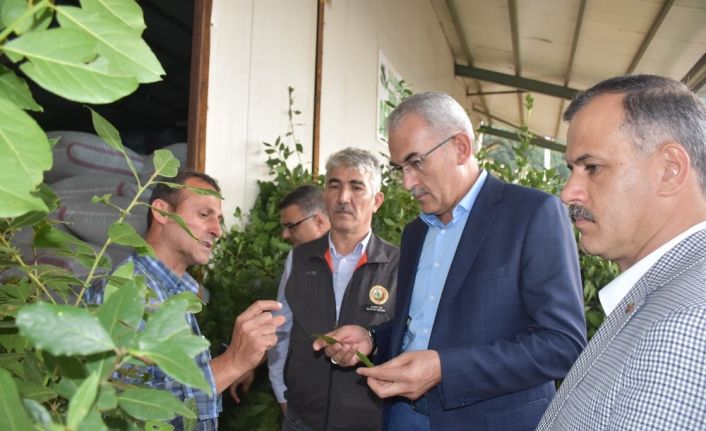 Bursa’daki defne üretimi 10 yılda 10 kat arttı