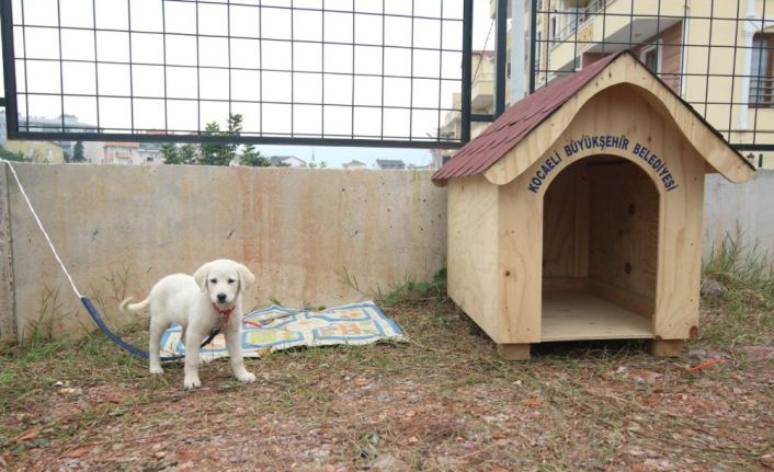 Büyükşehir’den okullara kedi ve köpek yuvası