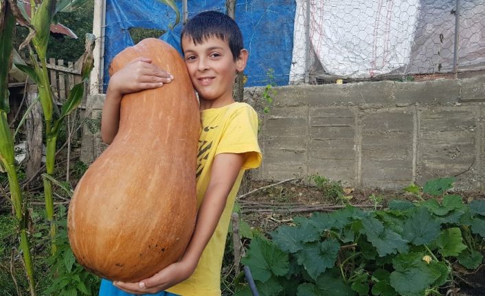 Çocuk boyundaki kabak, üreticisini şaşırttı
