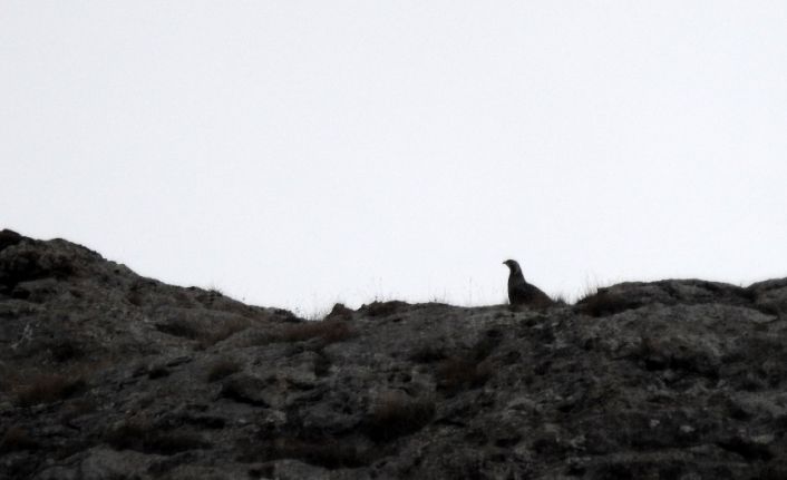 Çok nadir rastlanan ur kekliği görüntülendi