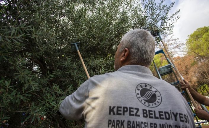 Dokumapark’ta zeytin hasadı