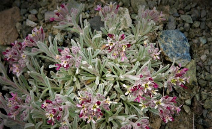 Dünyada sadece tek noktada yetişiyor, yok olmaması için çalışma başlatıldı