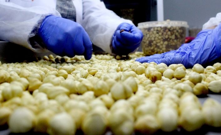 Fındık üreticisi fındığını 16 lira yerine 60 liradan satmanın yolunu buldu