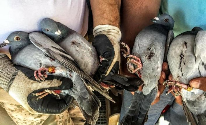 Kaçak avcıların hedefi bu kez de posta güvercinleri