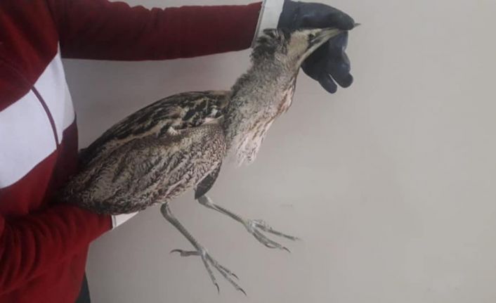 Kars’ta yaralı Balaban kuşu tedavi altına alındı