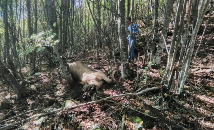 Kastamonu’da ayı büyükbaş hayvanı parçaladı