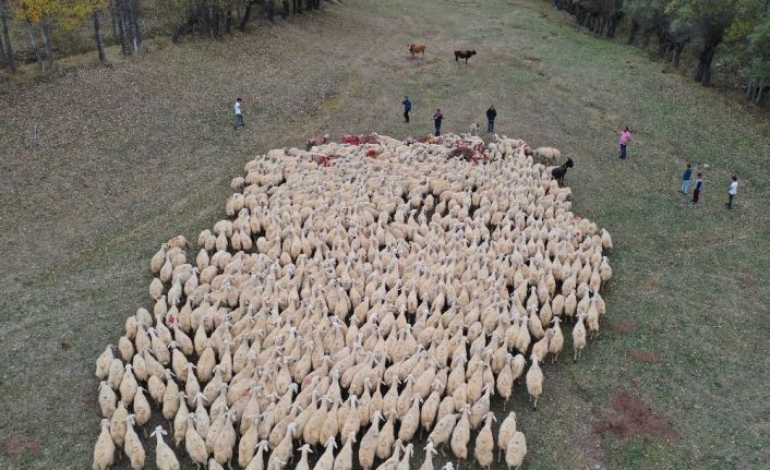 Koç katım töreni renkli görüntülere sahne oldu