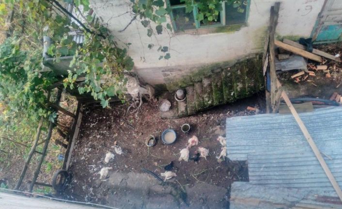 1 köpek 75 tavuk, 10 hindiyi telef etti