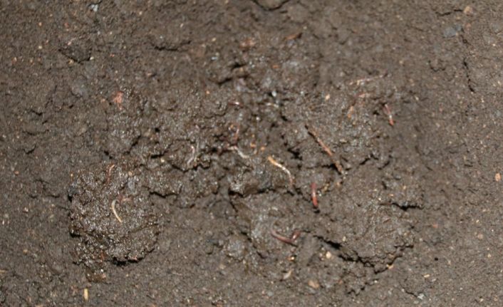 Organik solucana talep olmayınca solucanlar elde kaldı