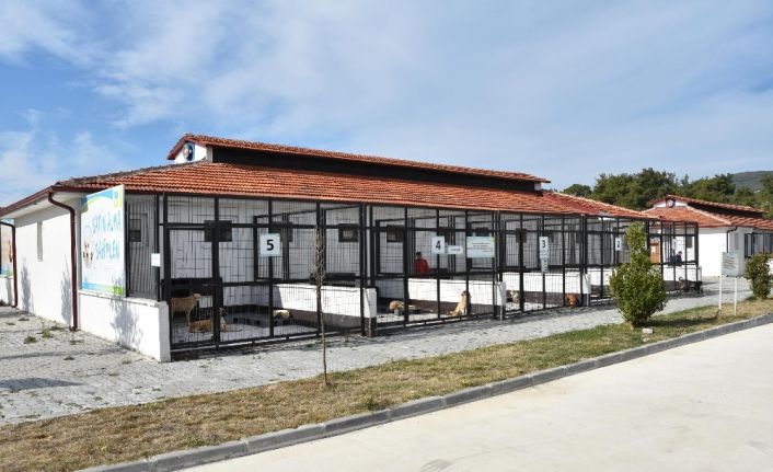 (Özel) Kaderine terk edilen sokak köpekleri 5 yıldızlı konfora kavuştu