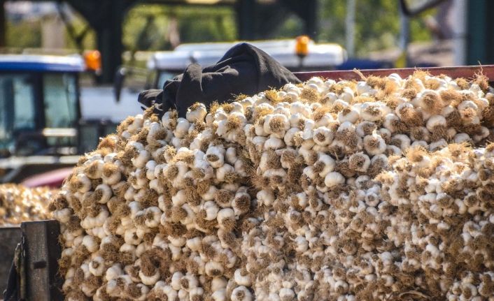(Özel) Taşköprülü üreticiler sarımsak fiyatlarından memnun