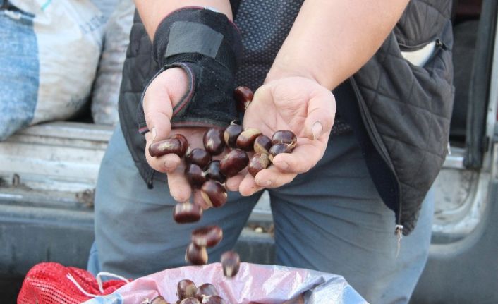 (Özel) Türkiye’nin kestane pazarı Düzce’de kuruluyor