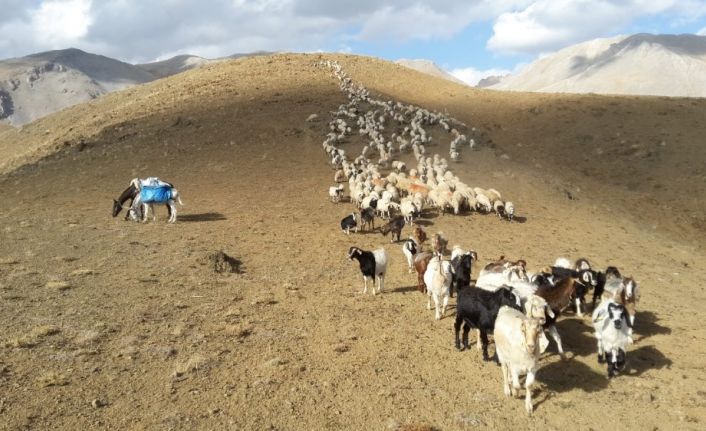 Sürülerin, günler süren dönüş yolculuğu başladı