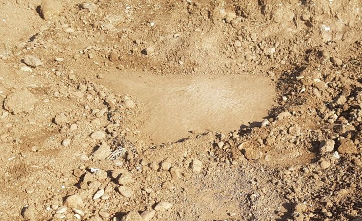 Tarlayı sürerken mozaik buldu