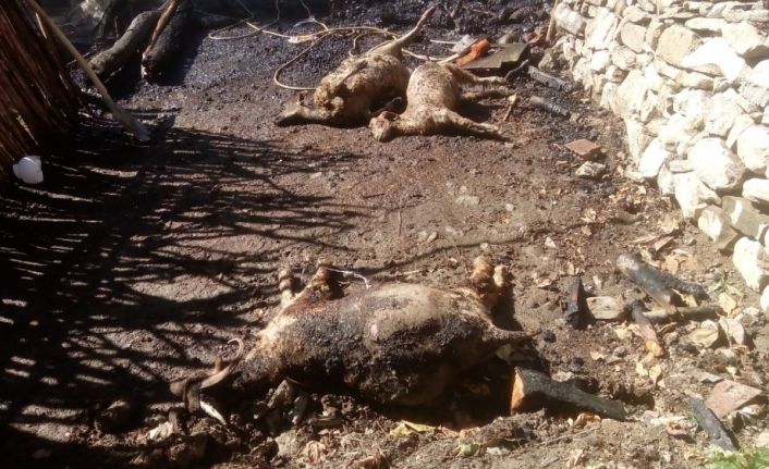 Tunceli’de 2 ev yandı, çok sayıda hayvan da telef oldu