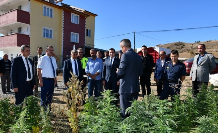 Vali Gürel,Kenevir tarlasında incelemede bulundu