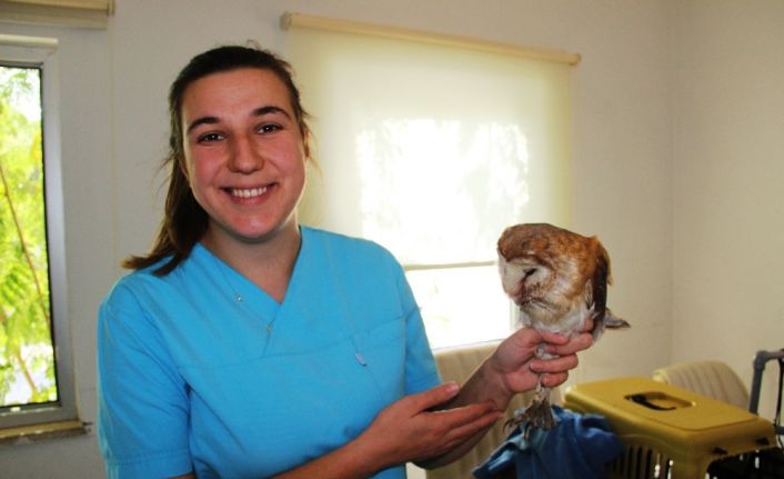 Yaralı baykuşu kurtarmak için seferber oldular