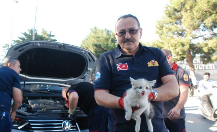 Yavru kediyi kurtarmak kolay olmadı