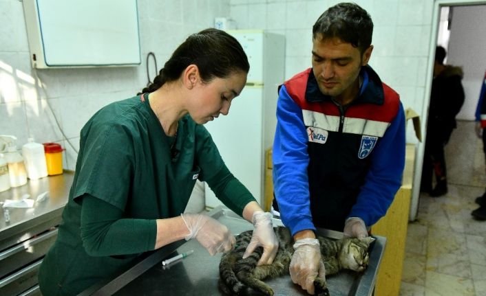 Ankara Büyükşehir’den acil durumlarda hayvanlara müdahaleye ilişkin “ilk yardım eğitimi”