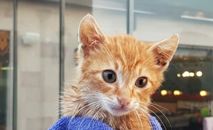 Anne kediden duygulandıran bekleyiş