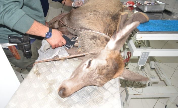 Avcıların vurduğu, köpeklerin parçaladığı geyik kurtarıldı