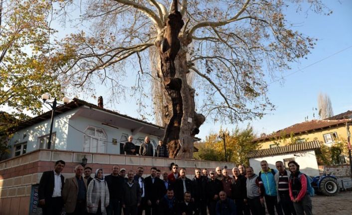 Bu ağaç tam 570 yaşında