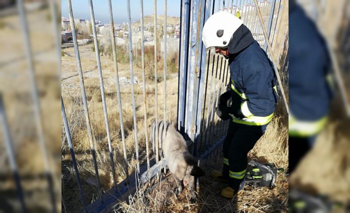 Demir parmaklıklara sıkışan köpek kurtarıldı