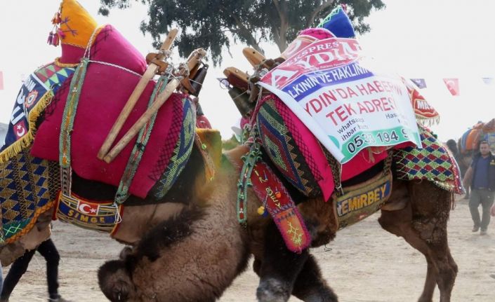 Deve güreşi sezonu Efeler’de başladı