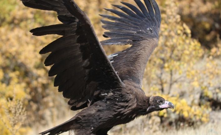 Dünyanın en tehlikeli yırtıcılarından, akbaba yakından görüntüledi