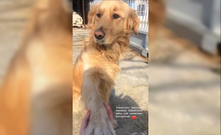 Güleda Cankel: "İnsanları tanıdıkça köpekleri daha çok seviyorum"