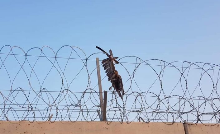 Hudut tellerine takılan şahinin imdadına Mehmetçik yetişti