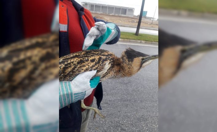 Konya’da nesli tükenmekte olan Balaban kuşu bulundu