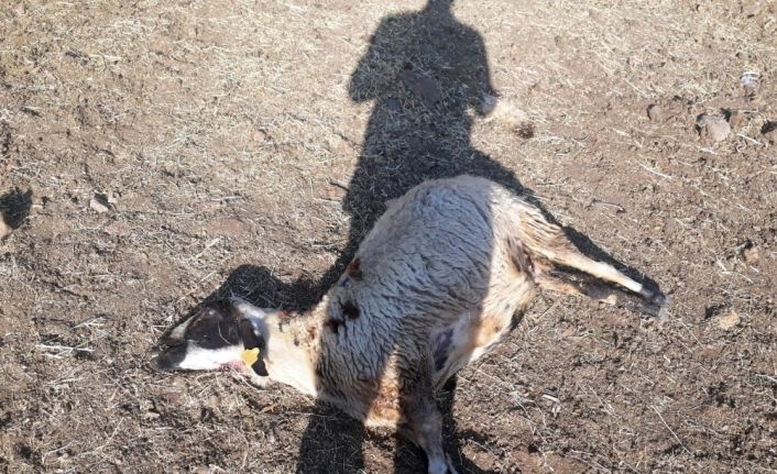 Kurtlar sürüye daldı, 20 koyun telef oldu