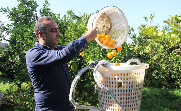 Mandalinada rekolte düşük, fiyatlar artacak