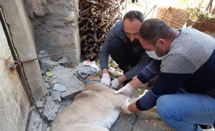 Yaralı kangal köpeği tedavi altına alındı